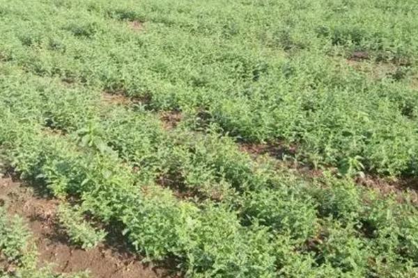 甘草高产种植方法，出苗前后要让土壤保持湿润