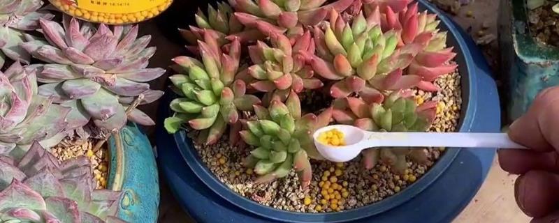 多肉植物肥料施用技术