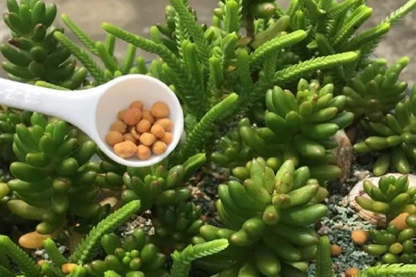 多肉植物肥料施用技术,在生长旺盛期和现蕾期进行
