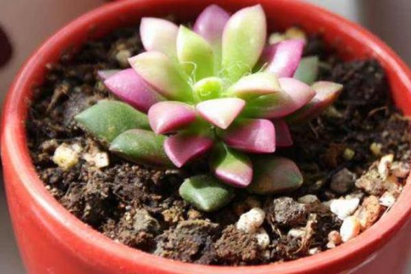 多肉植物肥料施用技术,在生长旺盛期和现蕾期进行