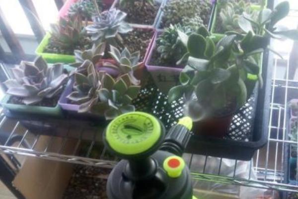 多肉植物肥料施用技术,在生长旺盛期和现蕾期进行