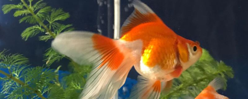 金鱼怀卵如何分辨