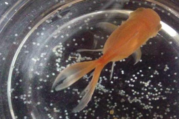 金鱼怀卵如何分辨，腹部会变得微微膨胀