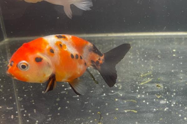 金鱼怀卵如何分辨，腹部会变得微微膨胀