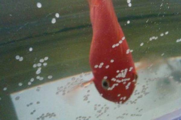 金鱼怀卵如何分辨，腹部会变得微微膨胀