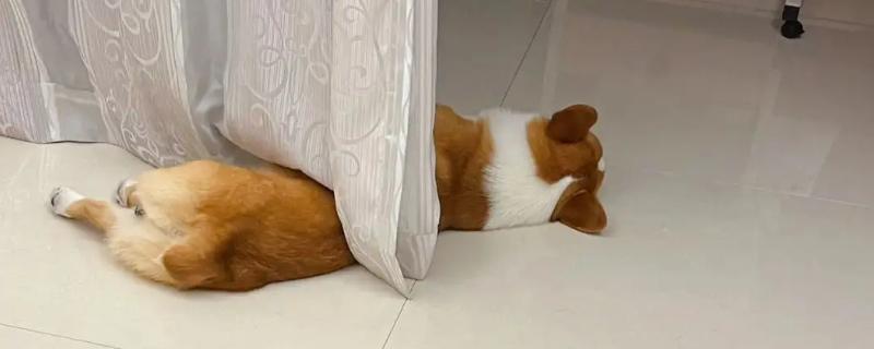 狗狗吹空调会感冒吗