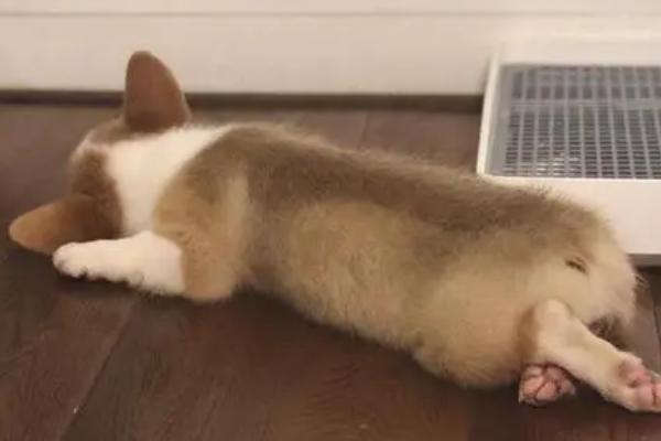 狗狗吹空调会感冒吗，空调房里空气不流通狗容易感冒