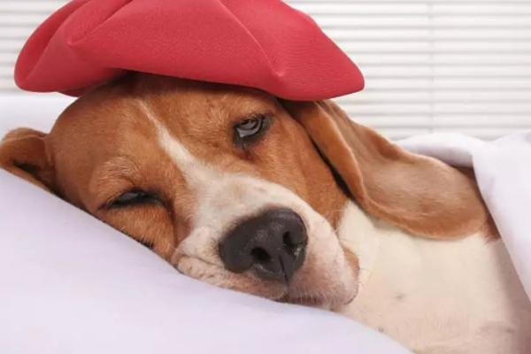 狗狗吹空调会感冒吗，空调房里空气不流通狗容易感冒