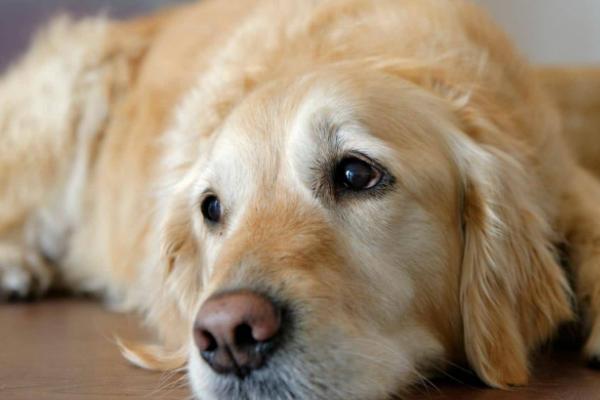 狗狗吹空调会感冒吗，空调房里空气不流通狗容易感冒