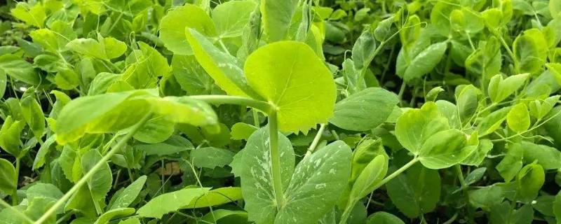 种植豌豆尖过多久才能收获