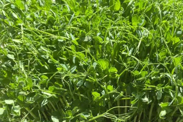 种植豌豆尖过多久才能收获，播种后经过35天左右即可采摘