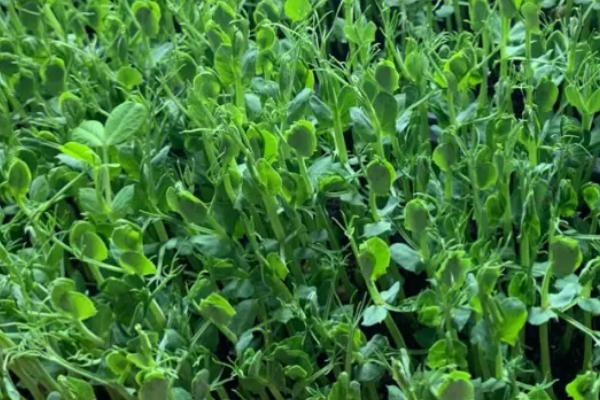 种植豌豆尖过多久才能收获，播种后经过35天左右即可采摘