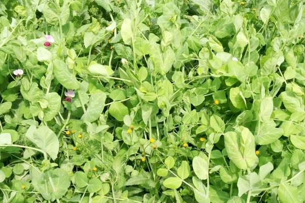 种植豌豆尖过多久才能收获，播种后经过35天左右即可采摘