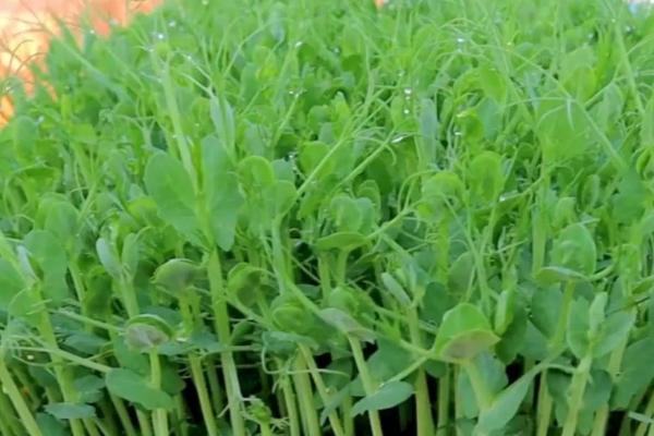 种植豌豆尖过多久才能收获，播种后经过35天左右即可采摘