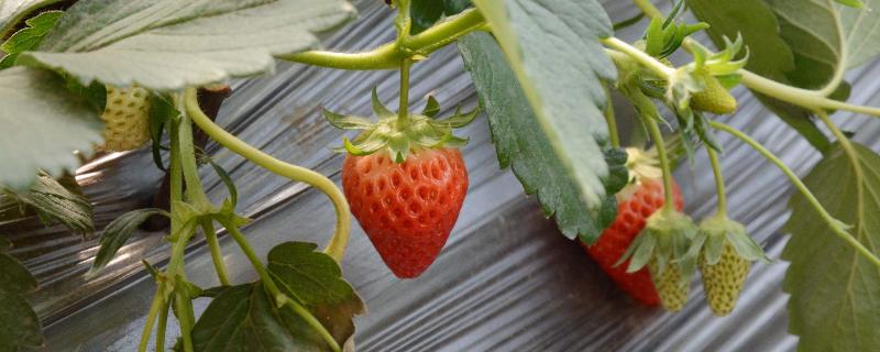 一年能种几季草莓