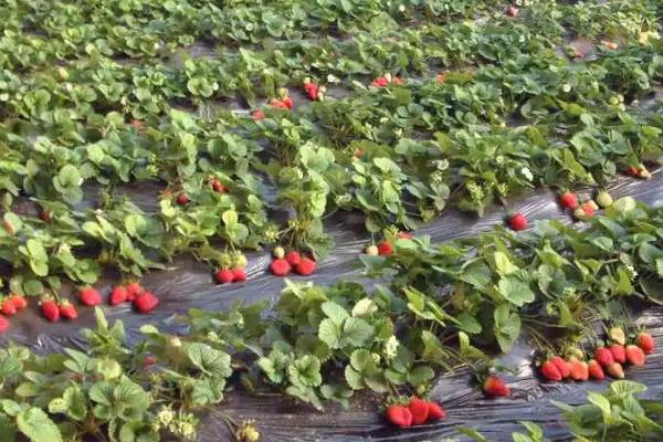 一年能种几季草莓,生长周期短、一年四季均可种植