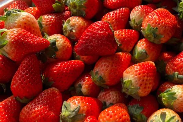 一年能种几季草莓,生长周期短、一年四季均可种植