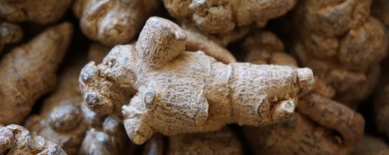 三七如何采收以及加工