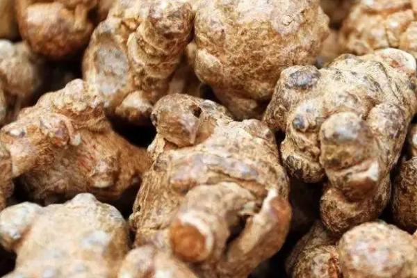 三七如何采收以及加工，剪除地上部分后再挖出根部即可