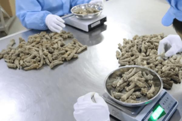 三七如何采收以及加工，剪除地上部分后再挖出根部即可