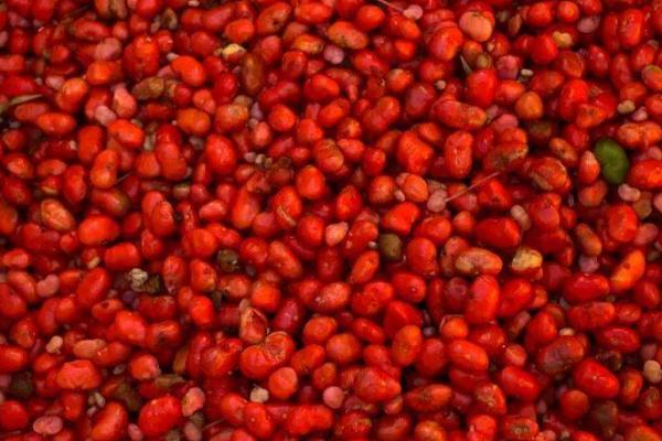 三七如何采收以及加工，剪除地上部分后再挖出根部即可