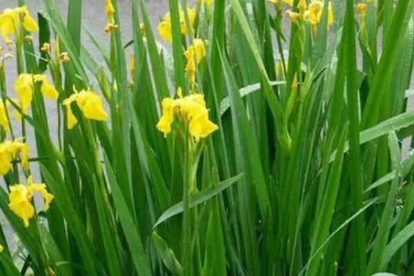 黄菖蒲的繁殖方法，可在春秋季节播种