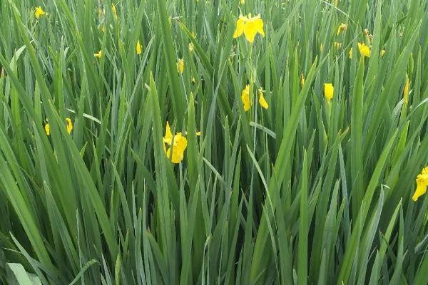 黄菖蒲的繁殖方法，可在春秋季节播种