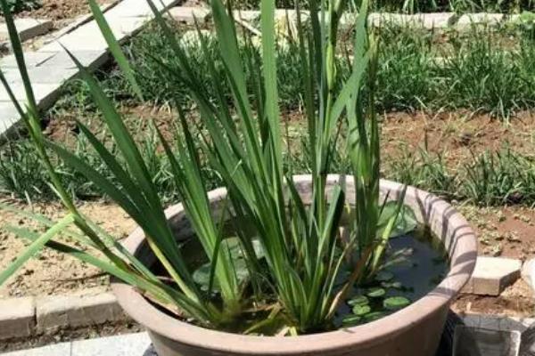 黄菖蒲的繁殖方法，可在春秋季节播种