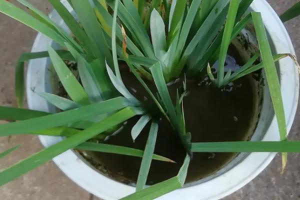 黄菖蒲的繁殖方法，可在春秋季节播种