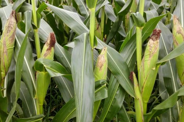 溢华5号玉米种子简介，注意防治灰斑病