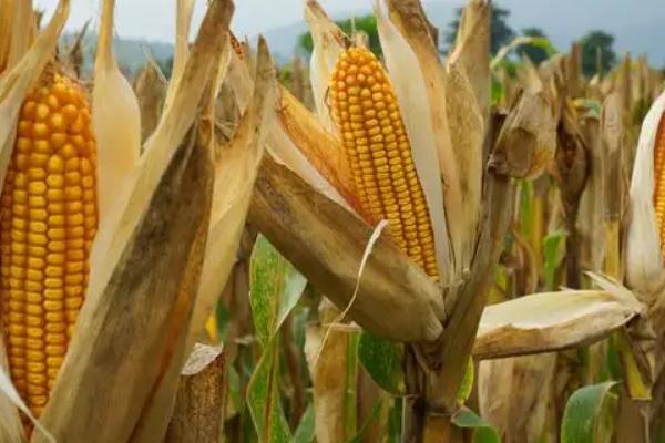 溢华5号玉米种子简介，注意防治灰斑病