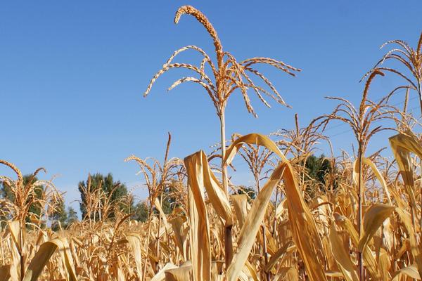 得米S600玉米品种简介，密度4000株/亩左右