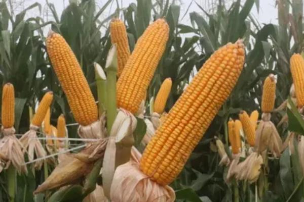 得米S600玉米品种简介，密度4000株/亩左右