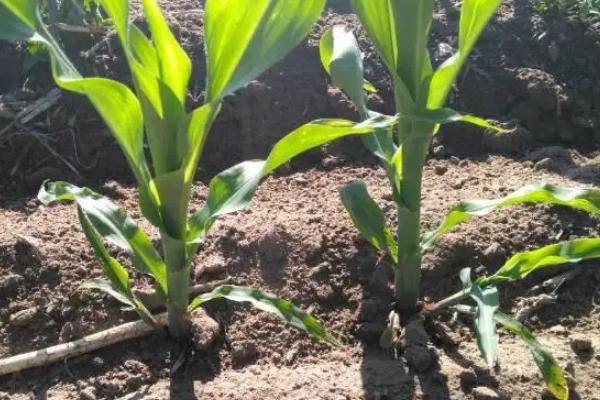 熙园525玉米种简介，中抗丝黑穗病