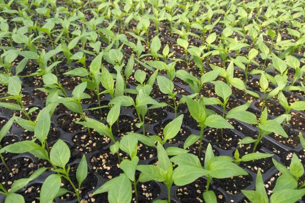 蔬菜带帽苗的原因,播种过浅或畦面表土干燥所致