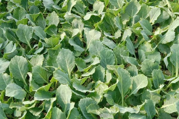 蔬菜带帽苗的原因,播种过浅或畦面表土干燥所致