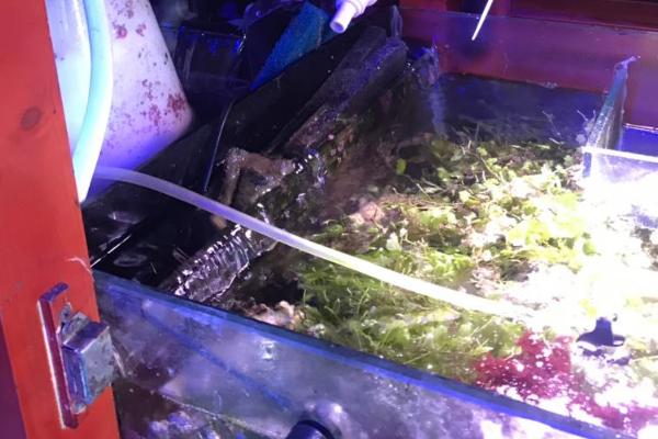 如何清理鱼缸底滤，捞出鱼儿后拿出滤材并逐一清洗即可