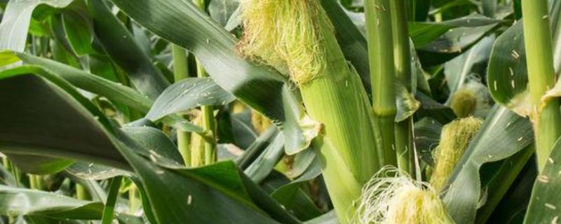 新星718玉米种子介绍