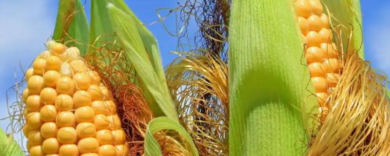 中作166玉米品种简介