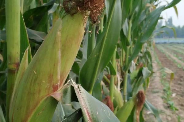 中作166玉米品种简介,中抗大斑病