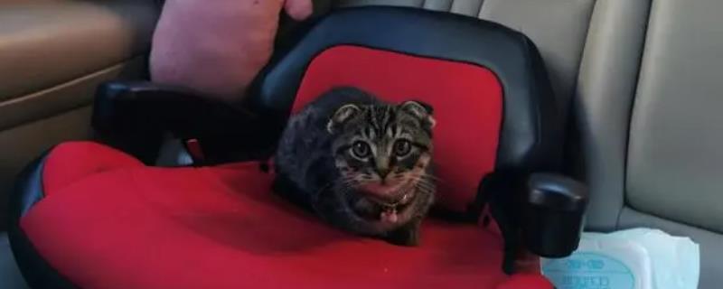 猫咪坐私家车的注意事项