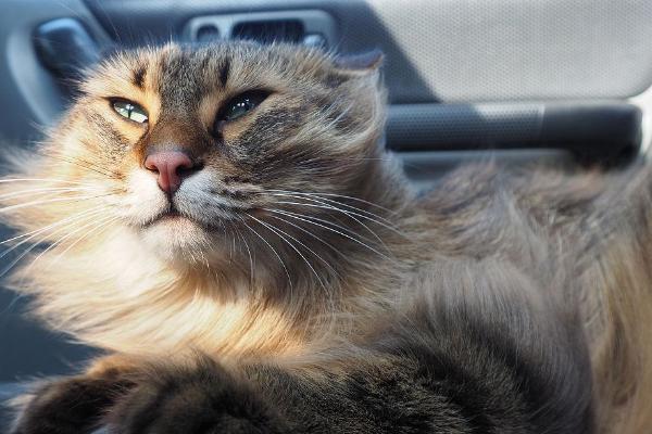 猫咪坐私家车的注意事项，行车中最好不要将窗户打开