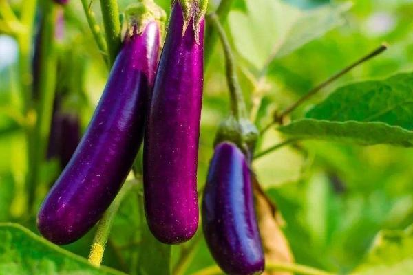 茄子需要什么肥料，苗期要多施磷肥