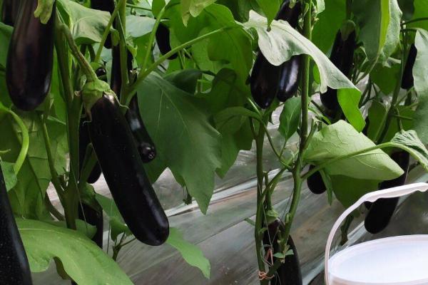 茄子需要什么肥料，苗期要多施磷肥