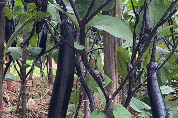 茄子需要什么肥料，苗期要多施磷肥