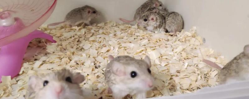 仓鼠幼崽的食物