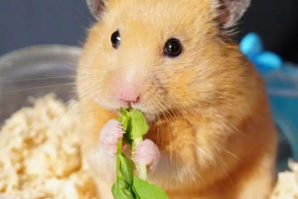 仓鼠幼崽的食物，可饲喂部分蔬菜、水果及谷物