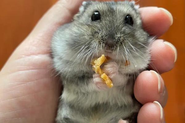 仓鼠幼崽的食物，可饲喂部分蔬菜、水果及谷物
