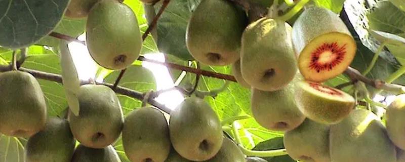 红心猕猴桃和普通猕猴桃的区别