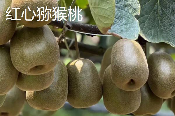 红心猕猴桃和普通猕猴桃的区别，外表和果肉均不同